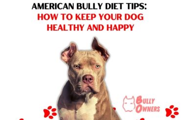 American Bully Diet Tips: How to Keep Your Dog Healthy and Happy