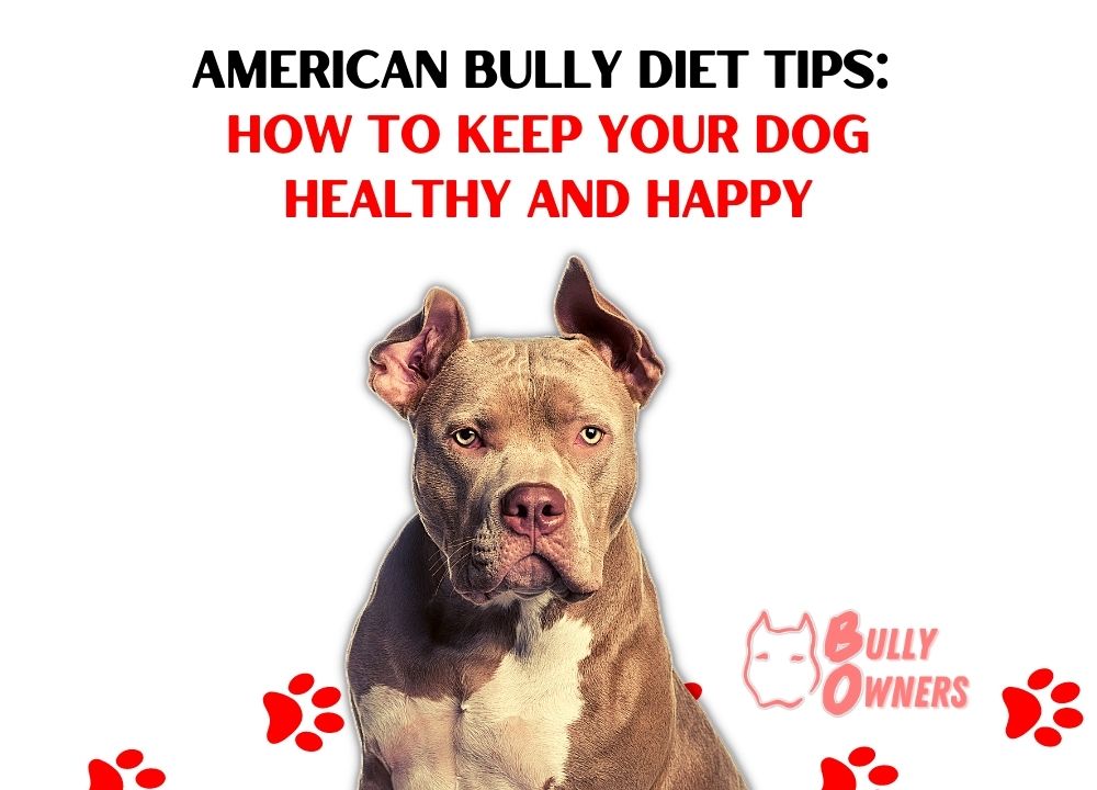 American Bully Diet Tips: How to Keep Your Dog Healthy and Happy