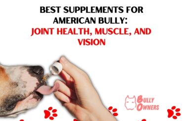 Best Supplements for American Bully: Joint Health, Muscle, and Vision