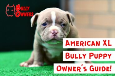 American XL Bully Puppy Owner’s Guide!