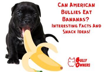 Can American Bullies Eat Bananas?