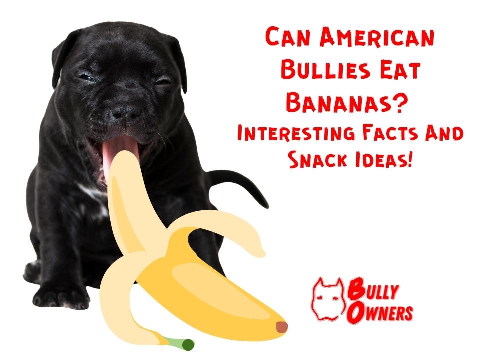 Can American Bullies Eat Bananas?