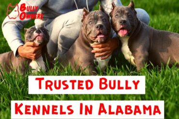 Trusted Bully Kennels In Alabama