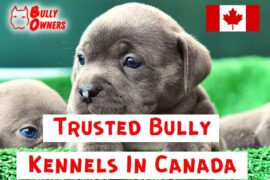 Trusted Bully Kennels In Canada