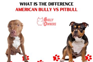 What Is The Difference American Bully Vs Pitbull