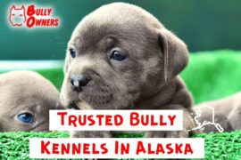 kennels in alaska