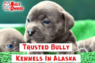 kennels in alaska