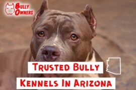 bully kennels in arizona