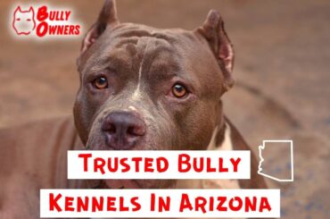 bully kennels in arizona