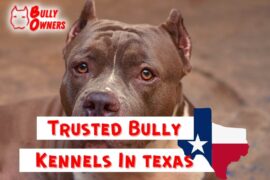 trusted bully kennels in texas