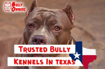 trusted bully kennels in texas