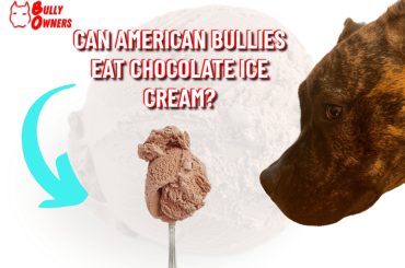 can American Bullies eat chocolate ice cream