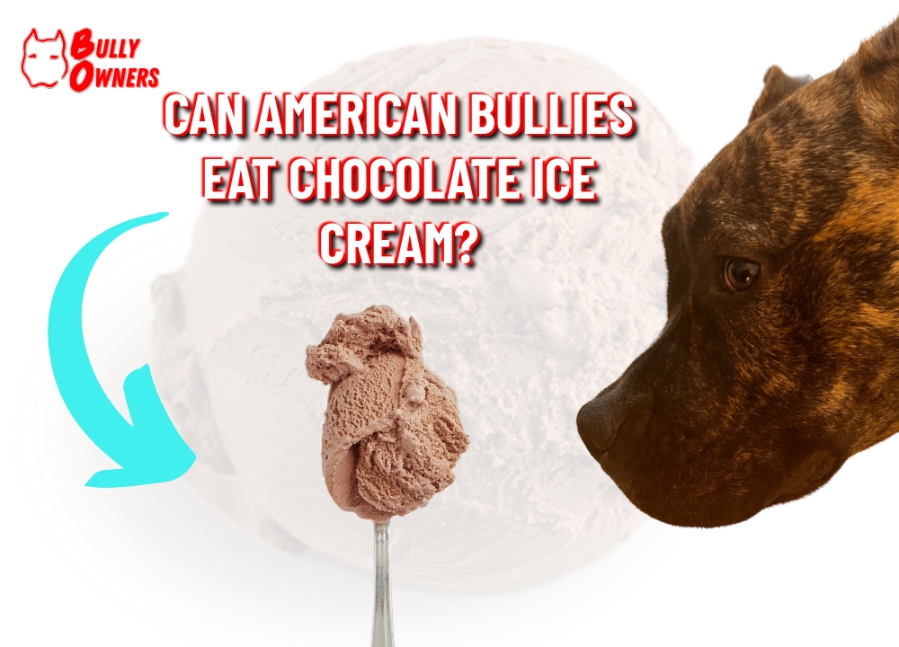 can American Bullies eat chocolate ice cream