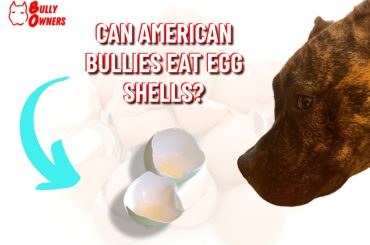 can American Bullies eat egg shells