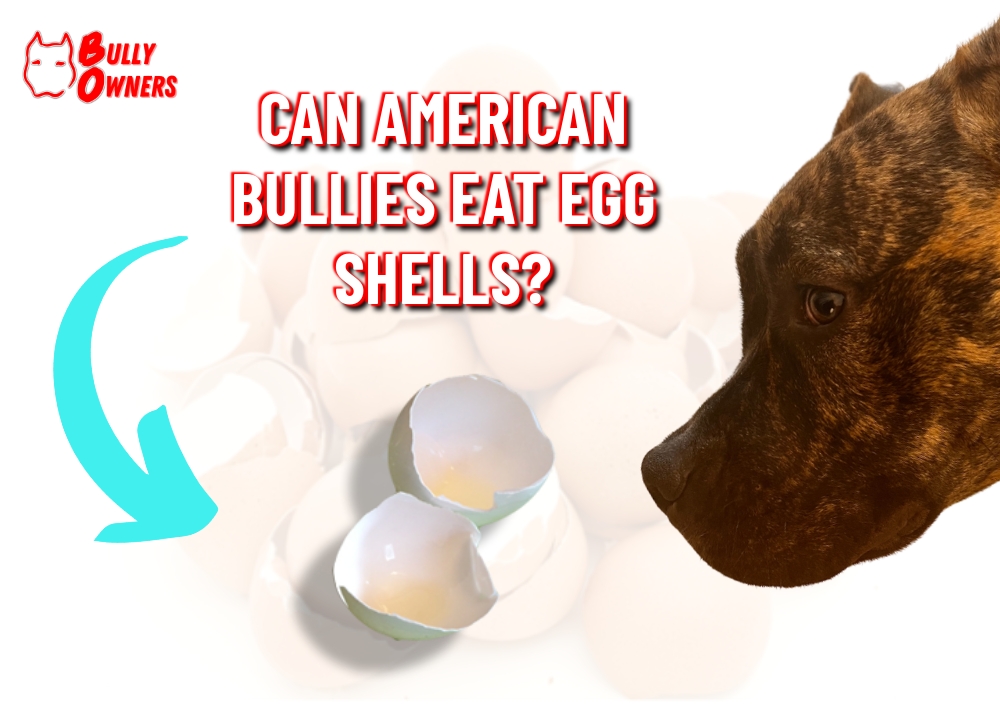 can American Bullies eat egg shells