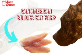 can American Bullies eat fish