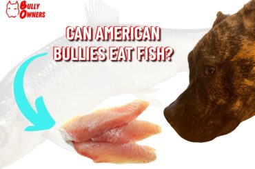 can American Bullies eat fish