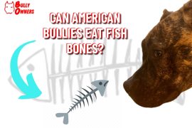 can American Bullies eat fish bones