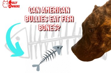 can American Bullies eat fish bones