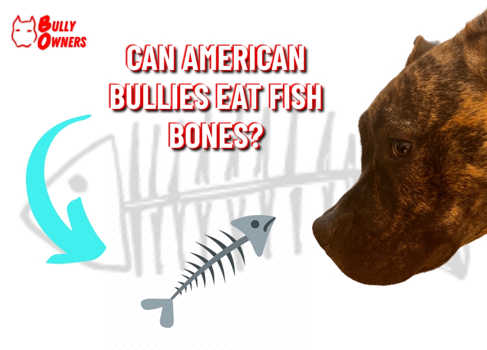 can American Bullies eat fish bones