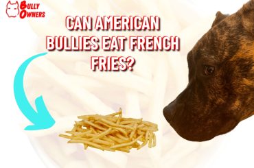 can American Bullies eat french fries