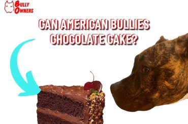 can american bullies chocolate cake