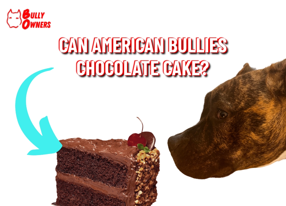 can american bullies chocolate cake