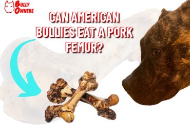 can american bullies eat a pork femur