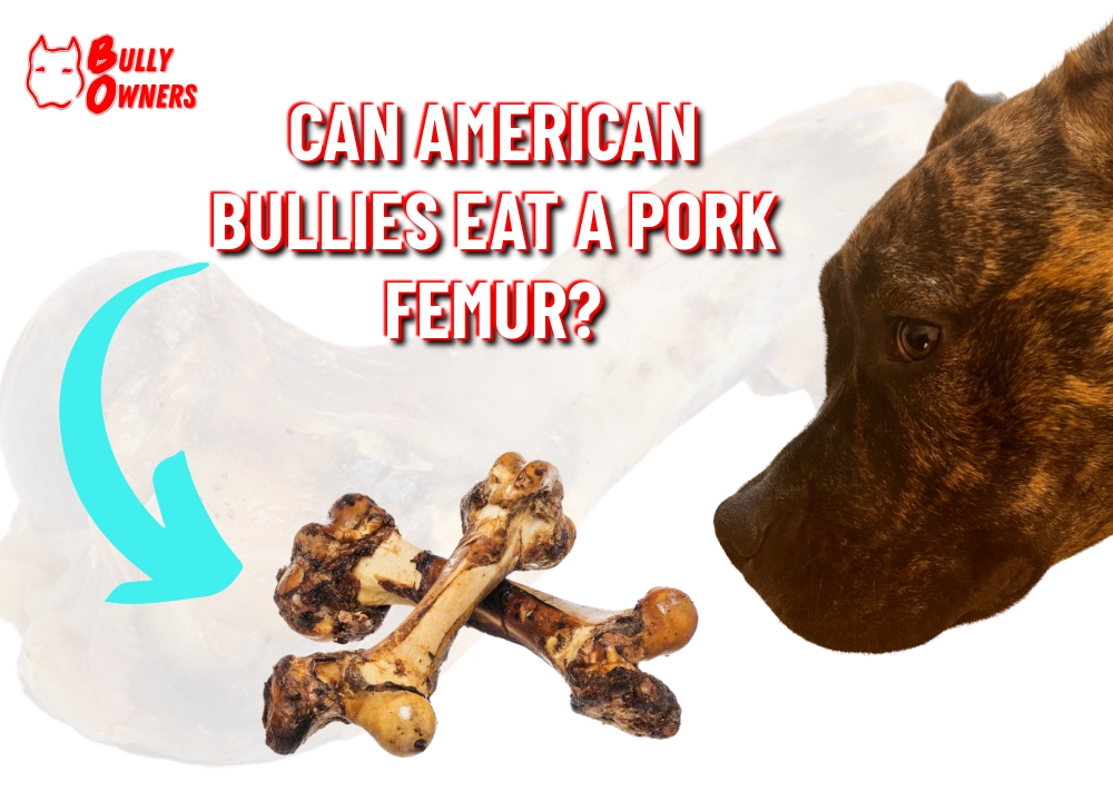 can american bullies eat a pork femur