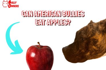 can american bullies eat apples