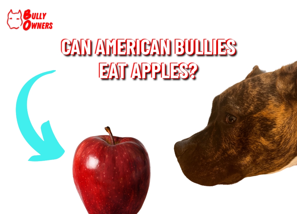 can american bullies eat apples