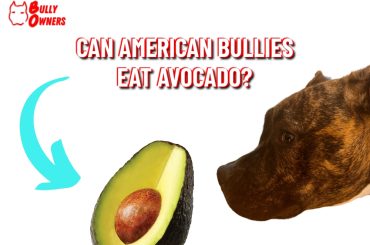 can american bullies eat avocado