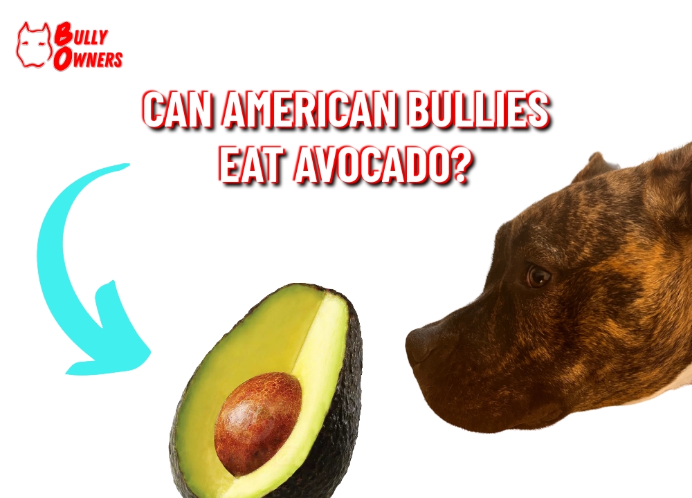 can american bullies eat avocado