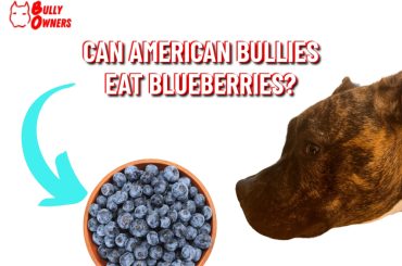 can american bullies eat blueberries