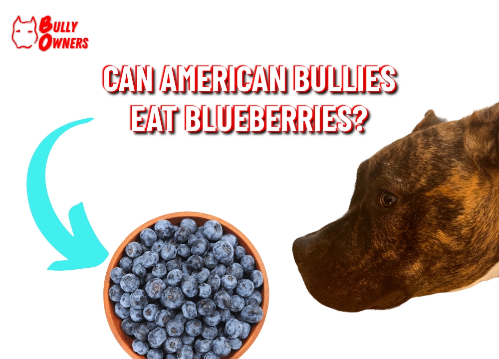 can american bullies eat blueberries