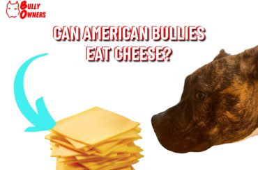 can american bullies eat cheese