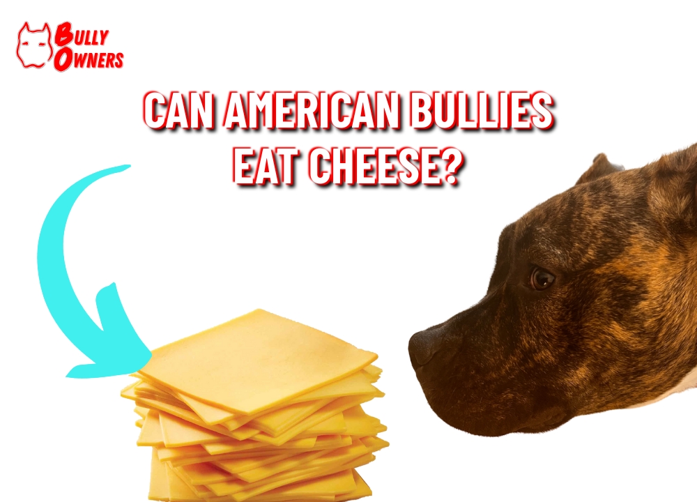 can american bullies eat cheese