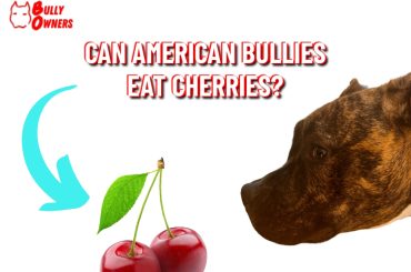 can american bullies eat cherries