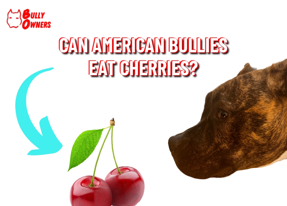 can american bullies eat cherries