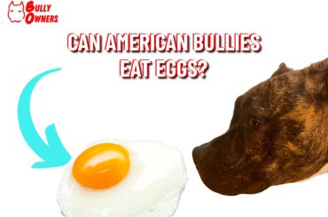 can american bullies eat eggs