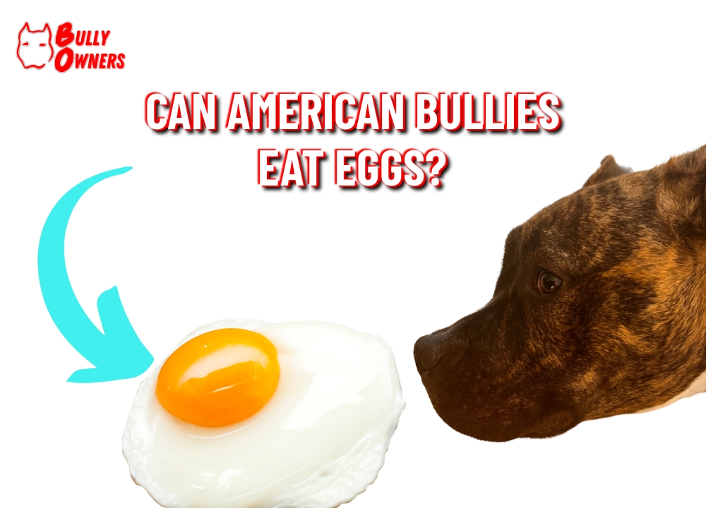 can american bullies eat eggs