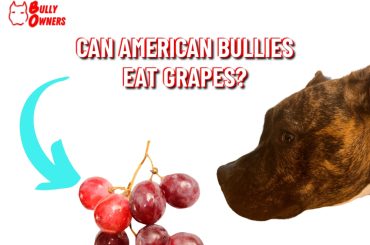 can american bullies eat grapes