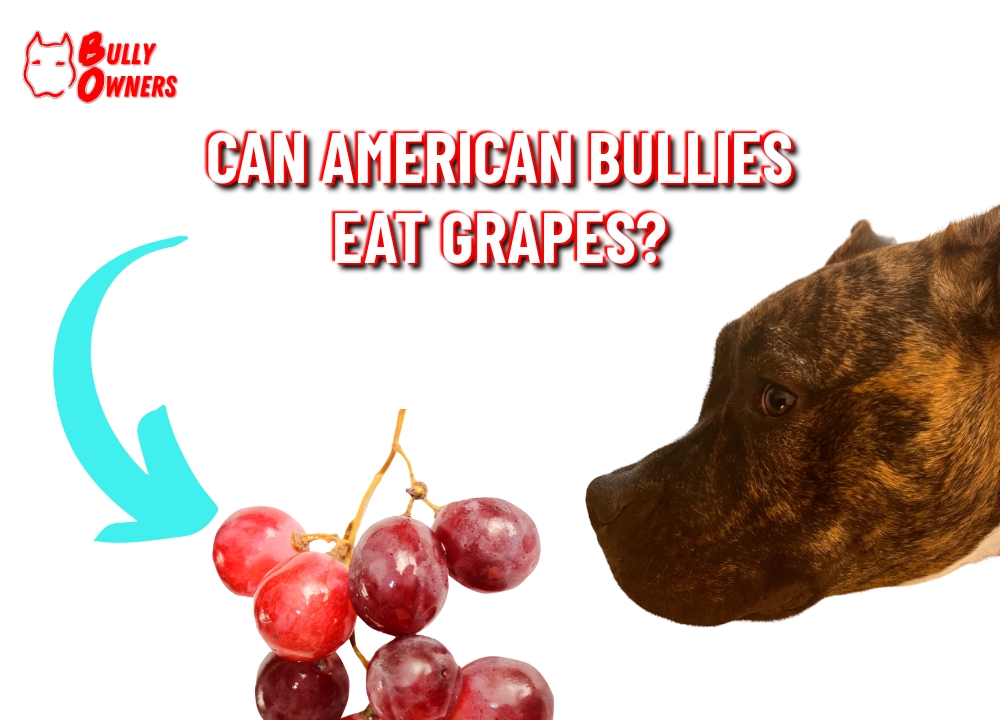 can american bullies eat grapes