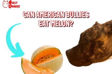 can american bullies eat melon