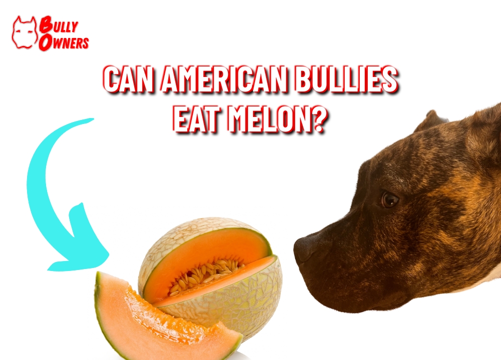 can american bullies eat melon