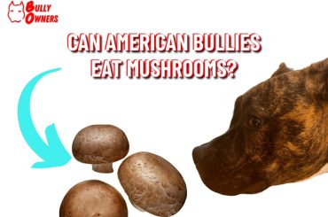 can american bullies eat mushrooms