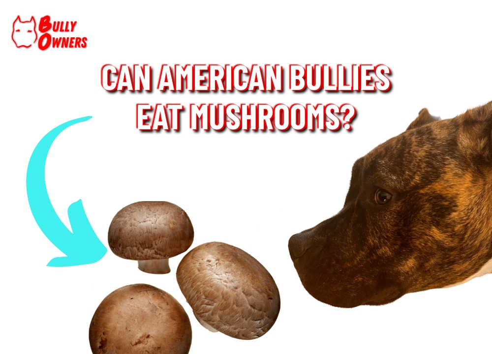 can american bullies eat mushrooms