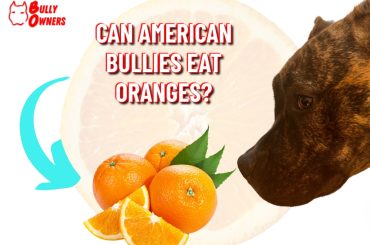 can american bullies eat oranges