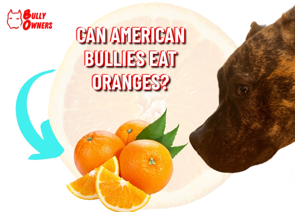 can american bullies eat oranges