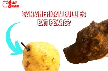 can american bullies eat pears